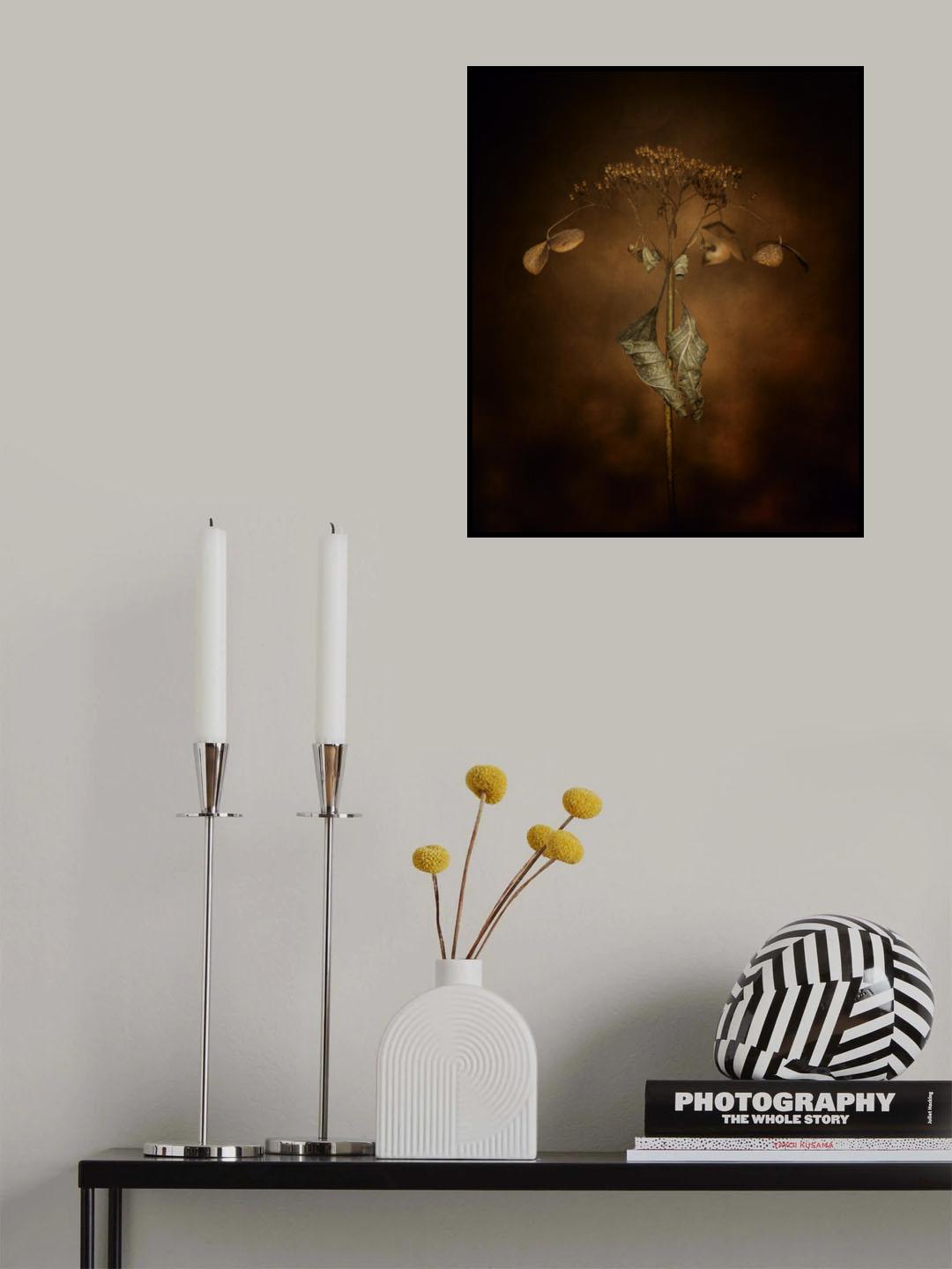 Withe hydrangea Poster och Canvastavla
