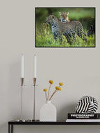 Leopard Family Poster och Canvastavla