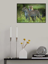 Leopard Family Poster och Canvastavla