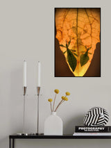 Leaf insects Poster och Canvastavla
