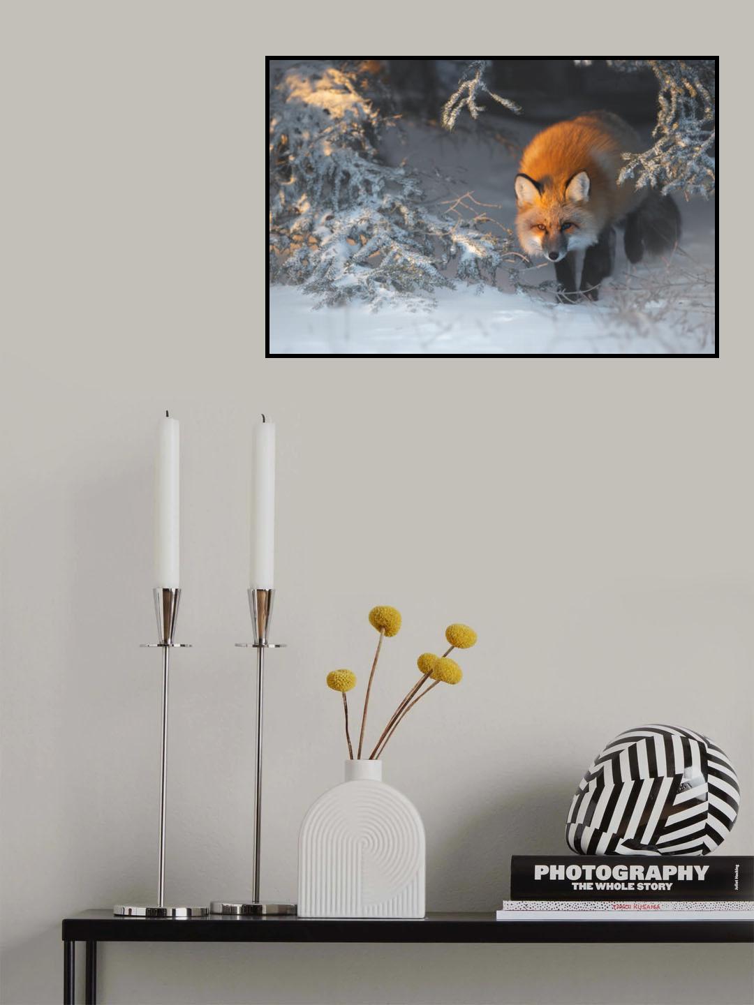 Red Fox Poster och Canvastavla