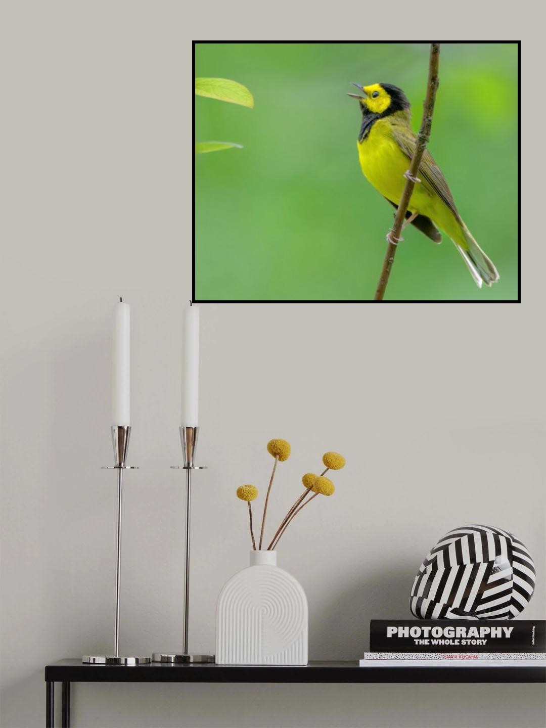 Hooded warbler Poster och Canvastavla
