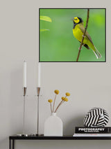 Hooded warbler Poster och Canvastavla