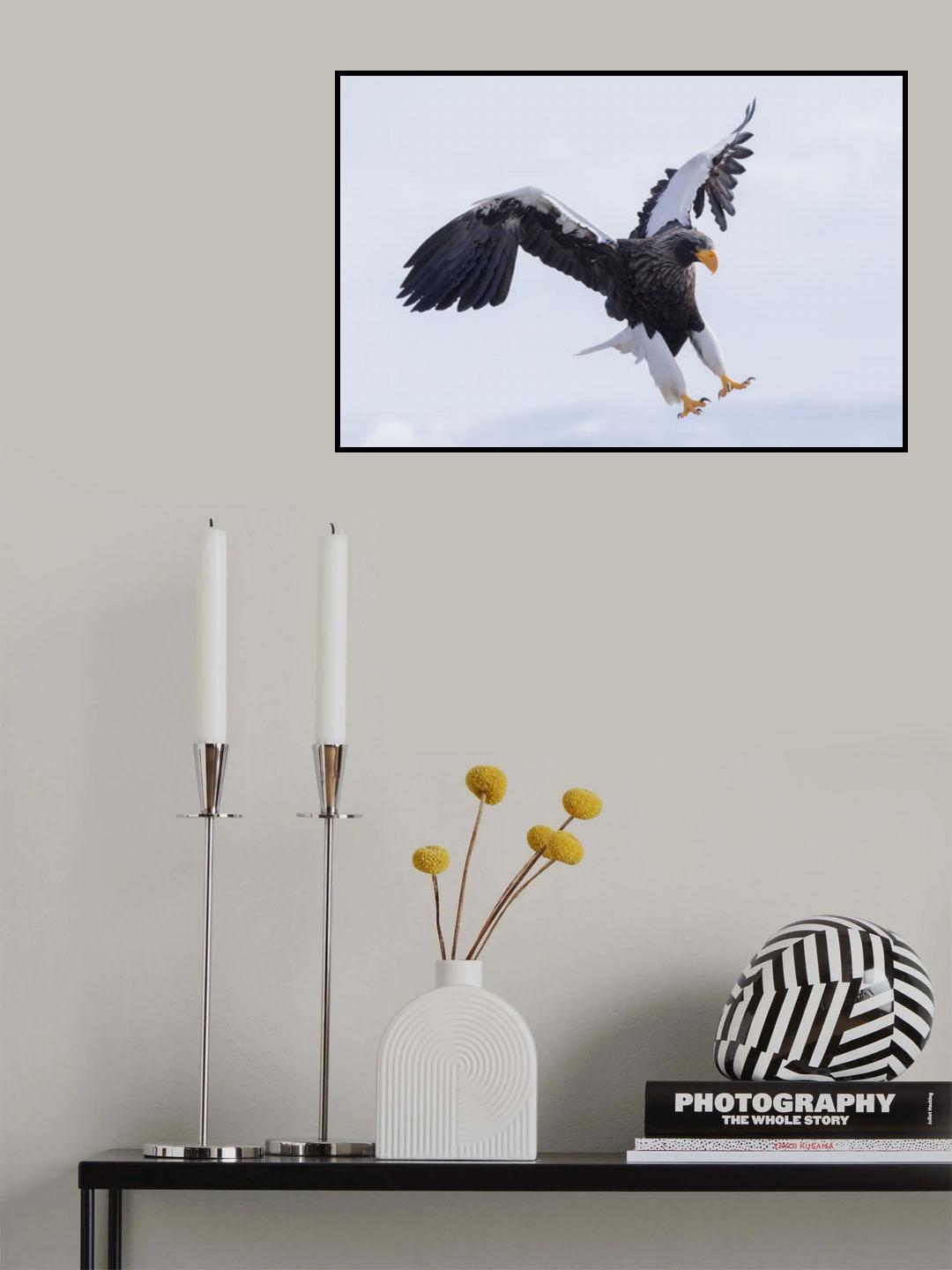 Steller's Sea Eagle Poster och Canvastavla