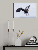 Steller's Sea Eagle Poster och Canvastavla