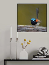 Red-winged Fairy Wren Poster och Canvastavla