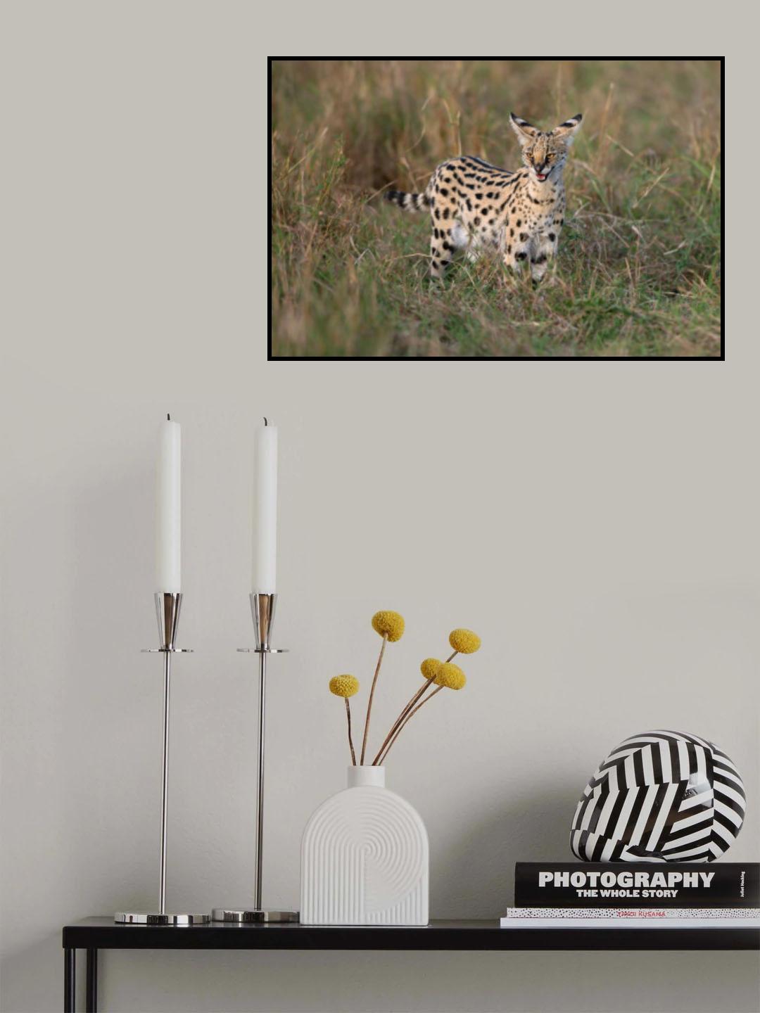 The cat is on the alert Poster och Canvastavla