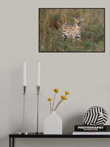 The cat is on the alert Poster och Canvastavla