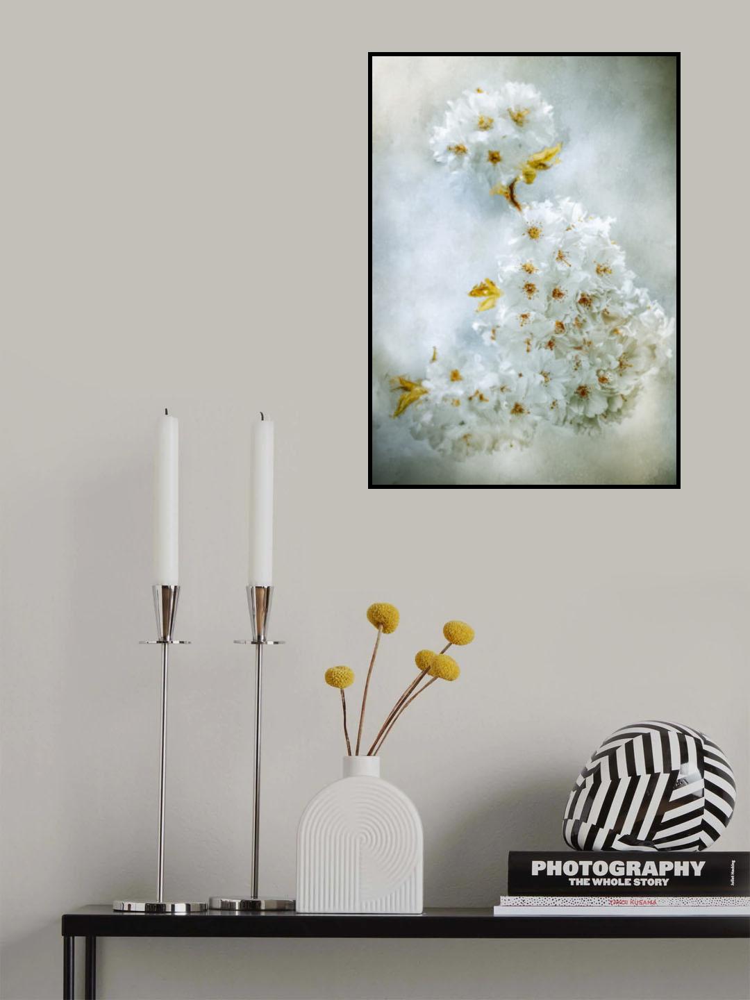 Cherry blossoms Poster och Canvastavla