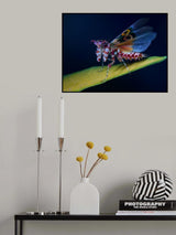 Defence display Poster och Canvastavla