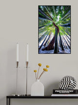 Drunken Tree Poster och Canvastavla