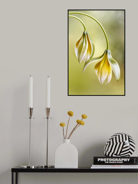 Tulipa Poster och Canvastavla