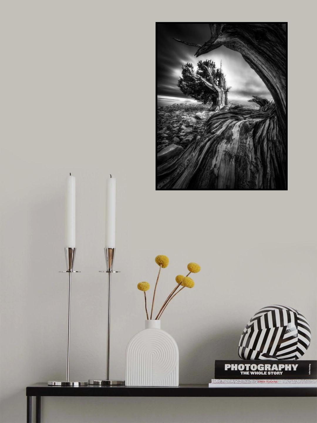 Ancient Trees Poster och Canvastavla
