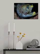 Viper moray and boxer shrimp Poster och Canvastavla