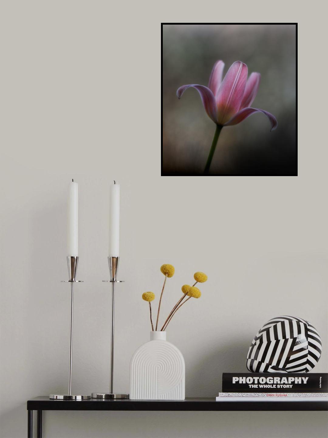 Tulip from the garden Poster och Canvastavla