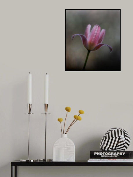 Tulip from the garden Poster och Canvastavla