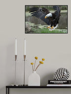 Bald Eagle Poster och Canvastavla