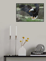 Bald Eagle Poster och Canvastavla