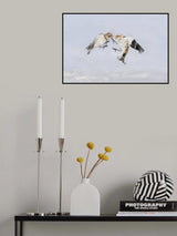 Argument between snow buntings Poster och Canvastavla