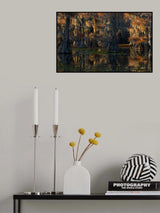 caddo lake Poster och Canvastavla