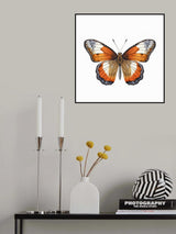 Butterfly 34 Poster och Canvastavla