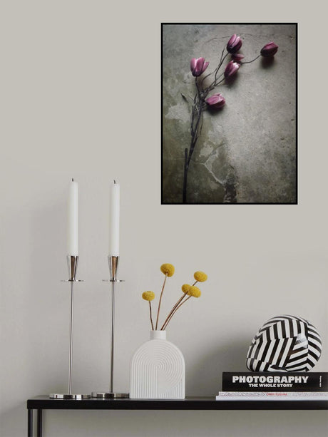 The elegant tulip Poster och Canvastavla