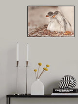 Gentoo young Poster och Canvastavla