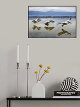 Flying Dalmatian pelicans Poster och Canvastavla