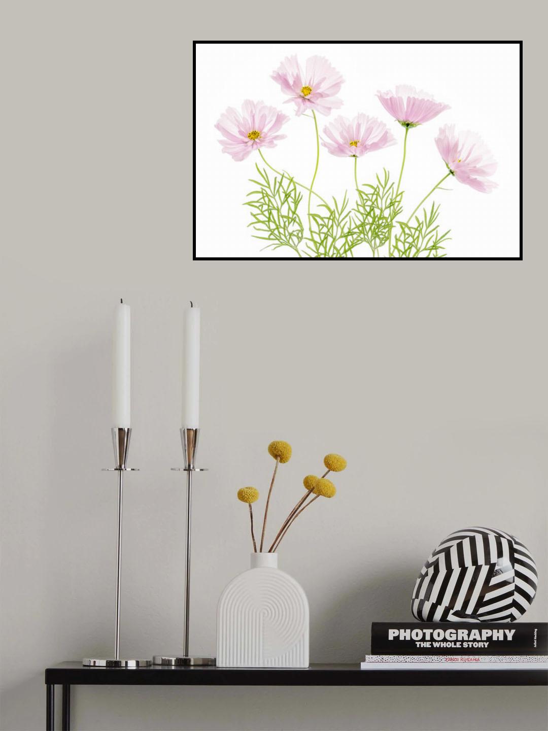 Cosmos Cupcake Poster och Canvastavla