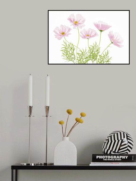 Cosmos Cupcake Poster och Canvastavla