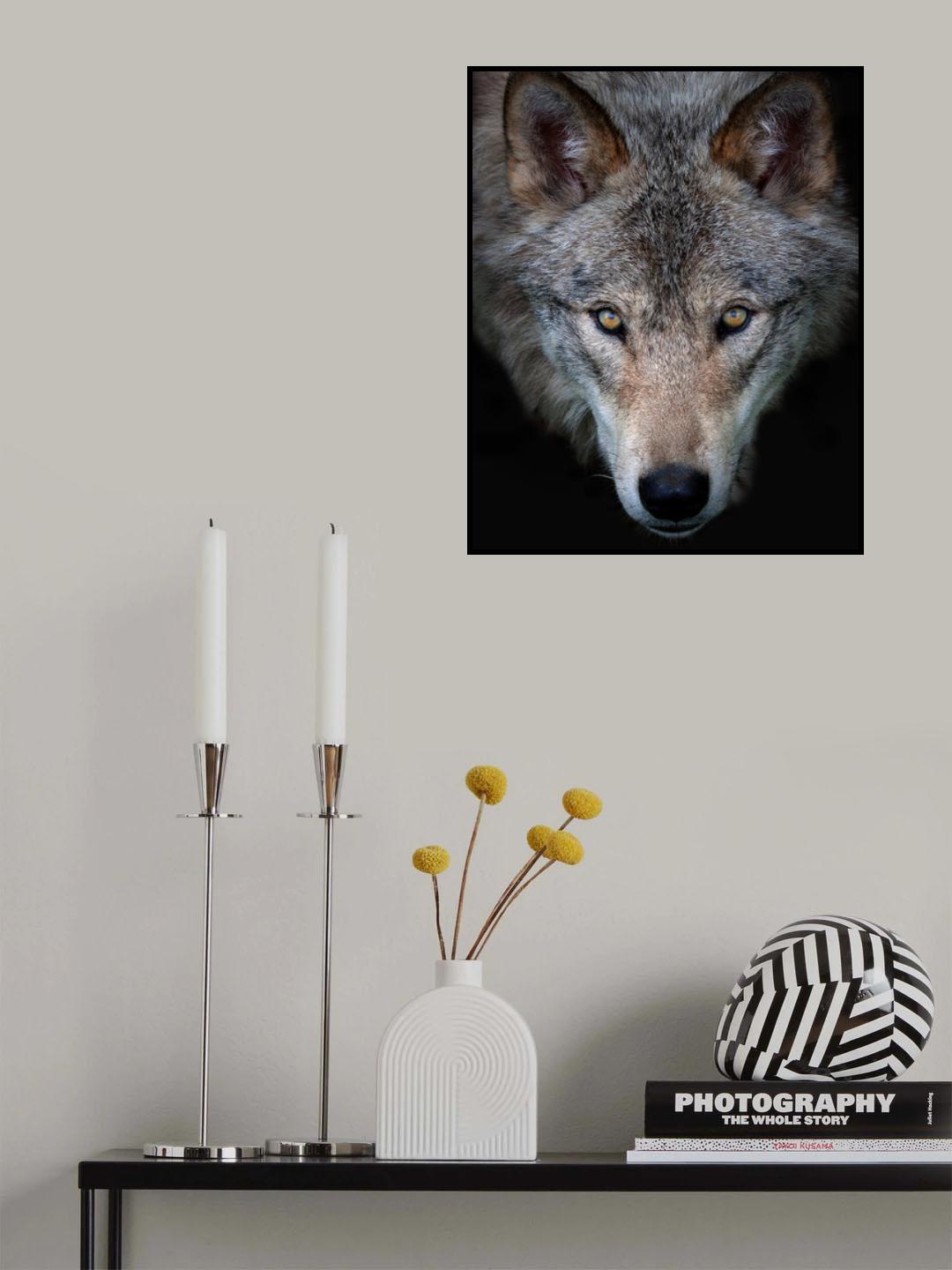 All the better to see you - Timber Wolf Poster och Canvastavla