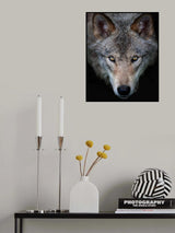 All the better to see you - Timber Wolf Poster och Canvastavla
