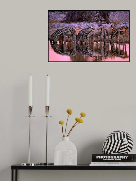 Zebras at waterhole Poster och Canvastavla