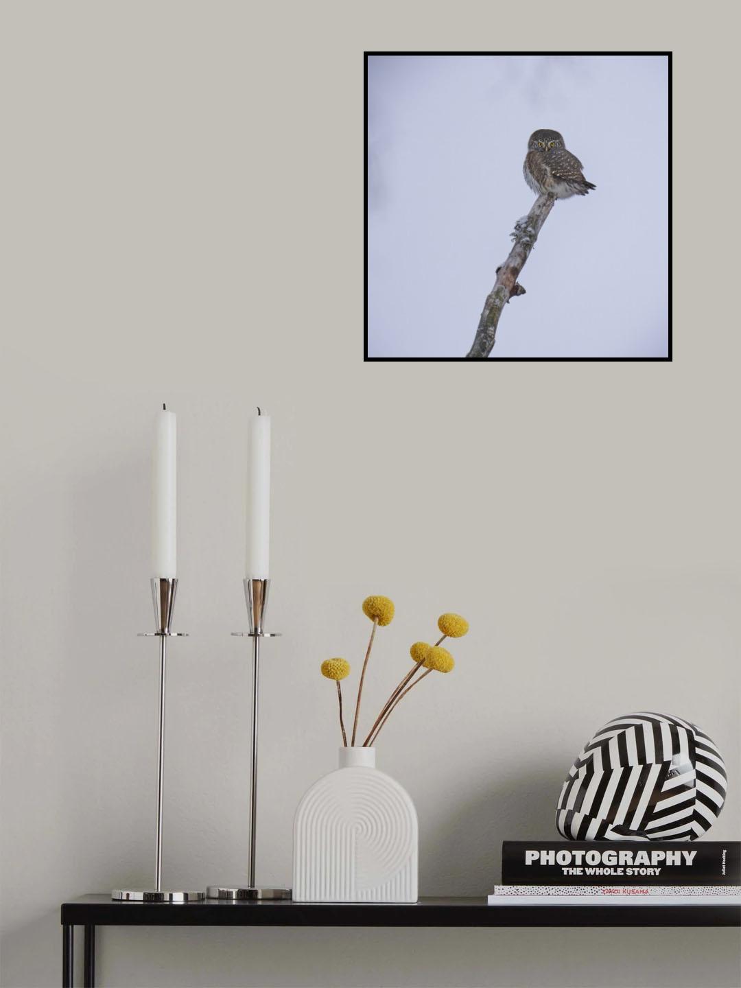 Pygmy Owl... Poster och Canvastavla