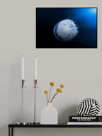 Jellyfish Poster och Canvastavla