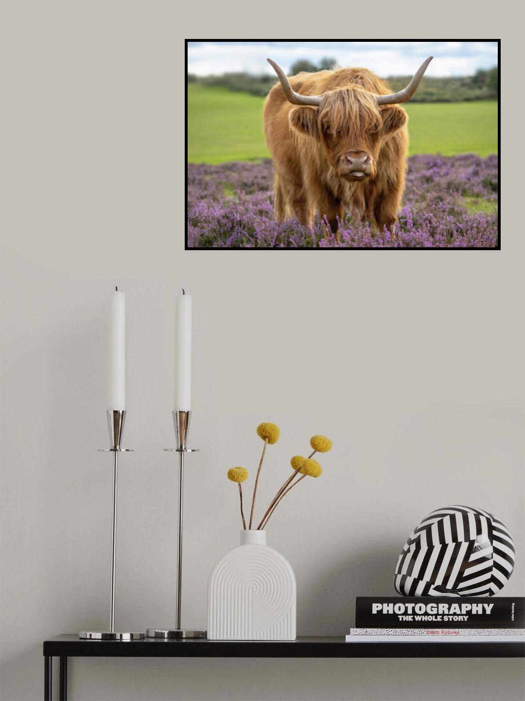 Highland Poster och Canvastavla