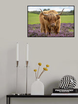 Highland Poster och Canvastavla