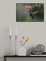 Sparkling Violetear Hummingbird Poster och Canvastavla