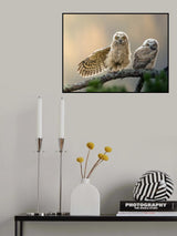little owl at dusk Poster och Canvastavla