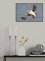 Big Catch Poster och Canvastavla