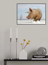 Keeping it cool Poster och Canvastavla