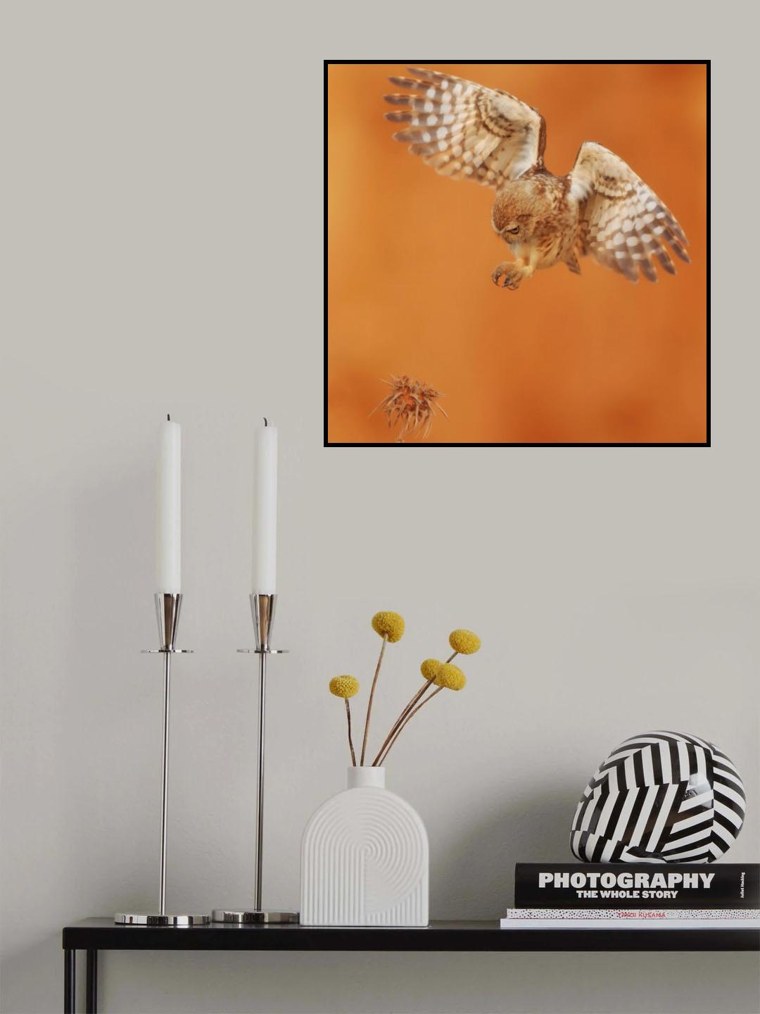 Little owl Poster och Canvastavla