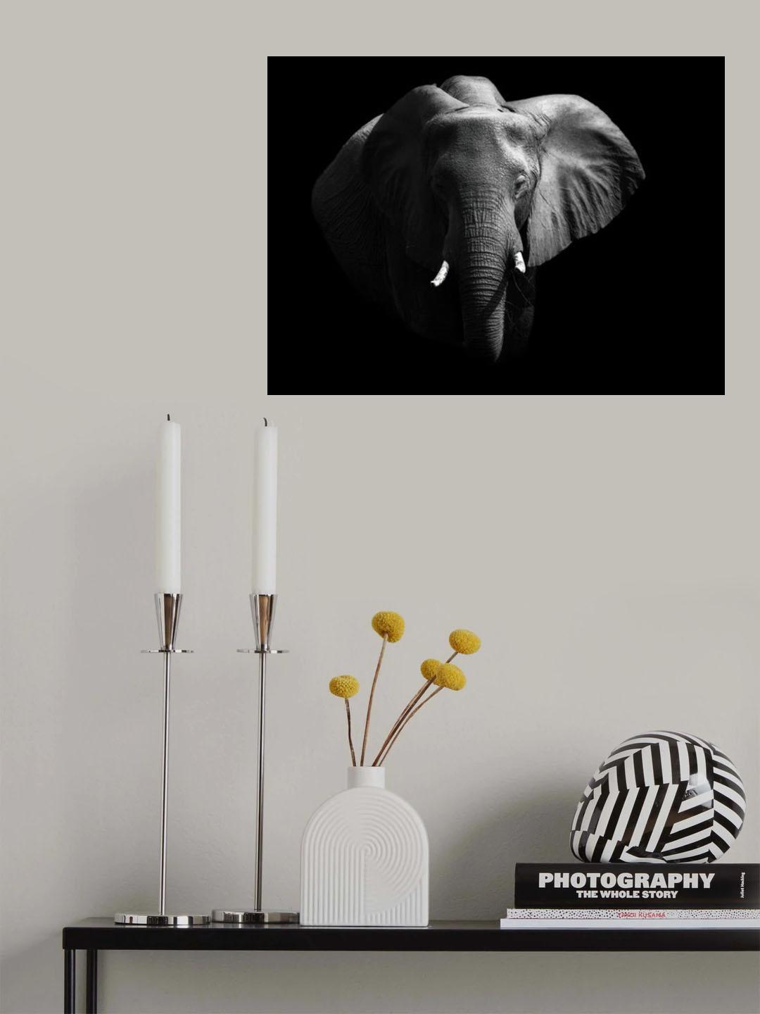 Elephant. Poster och Canvastavla