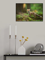 Red Fox Poster och Canvastavla