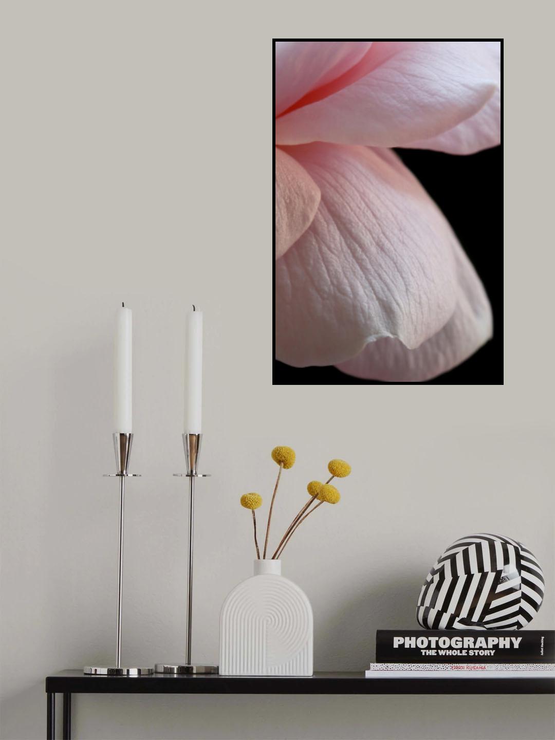 Pink English Rose Closeup Poster och Canvastavla
