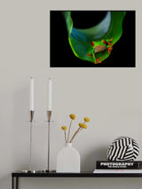Frog on a leaf Poster och Canvastavla