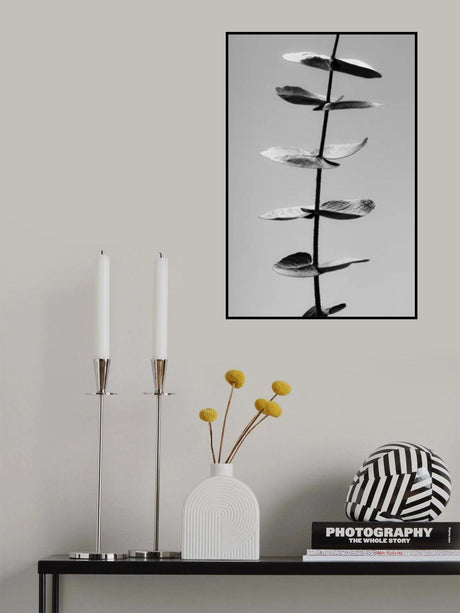 Eucalyptus Black &amp; White Poster och Canvastavla