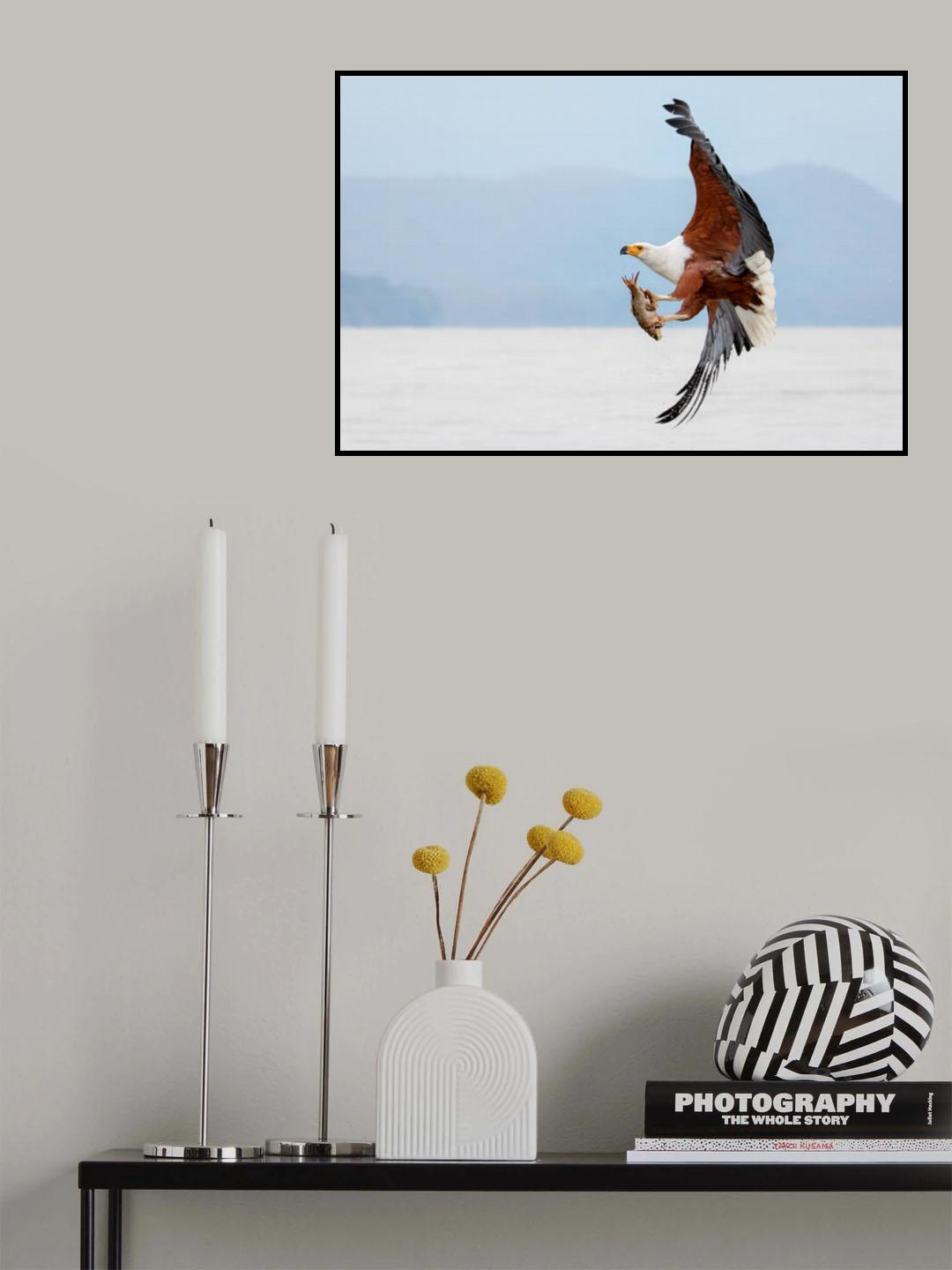 Beauty of Fish Eagle Poster och Canvastavla