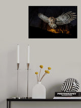 Tawny owl and the false fire Poster och Canvastavla