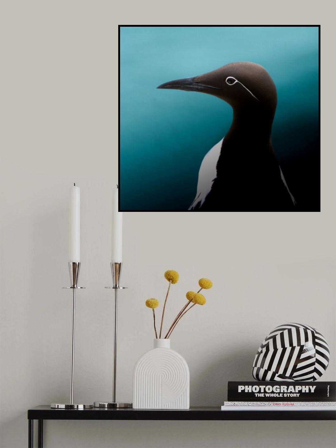 Guillemot Poster och Canvastavla